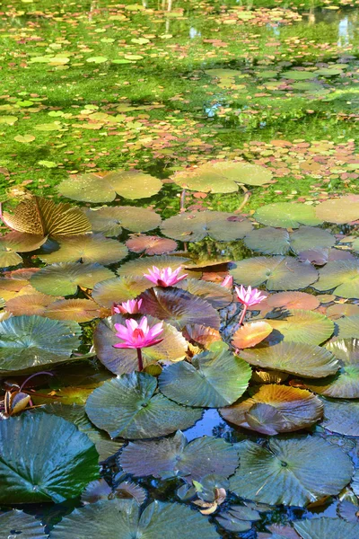 Malerischer garten von pamplemousse in mauritius republik — Stockfoto