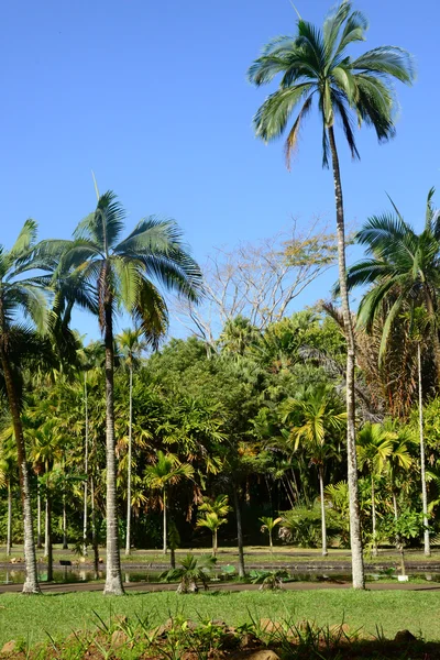 Pittoreska trädgården Pamplemousse Mauritius republik — Stockfoto