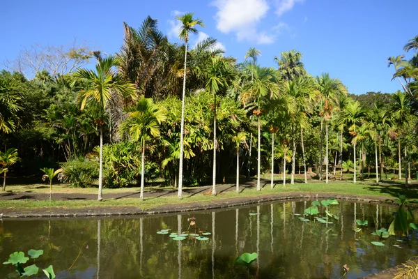 Pittoresco giardino di Pamplemousse nella Repubblica di Mauritius — Foto Stock