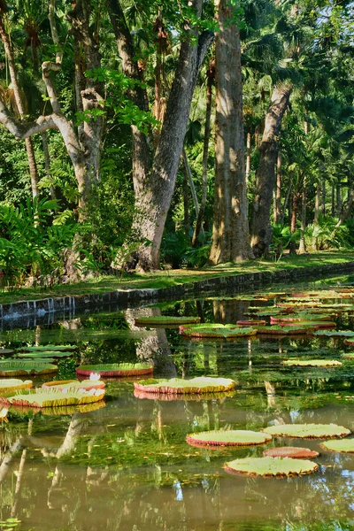 Picturesque garden of Pamplemousse in Mauritius Republic — Stock Photo, Image