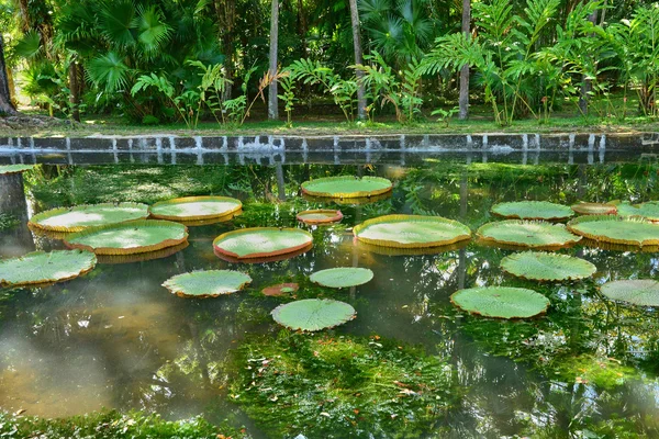 Мальовничий сад Pamplemousse в Республіка Маврикій — стокове фото