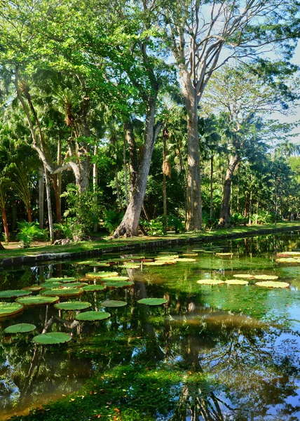 Malowniczy ogród Pamplemousse Republiki Mauritius — Zdjęcie stockowe