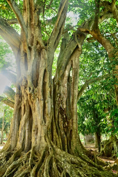 Pintoresco jardín de Pamplemousse en Mauricio República — Foto de Stock