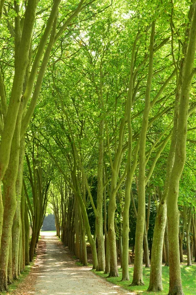 Frankreich, der klassische Park des Mergels le roi — Stockfoto