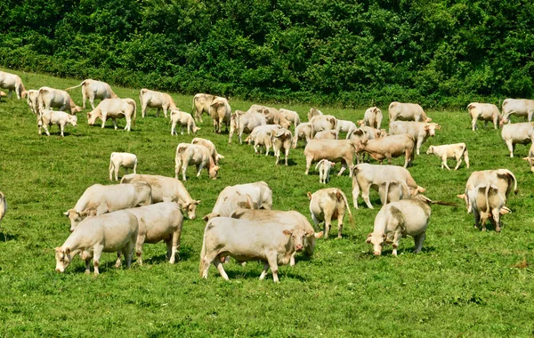 Malerisches Dorf Lisors in der Normandie — Stockfoto