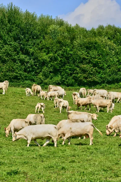 Pintoresco pueblo de Lisors en Normandía — Foto de Stock