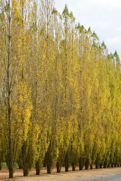 Herdade de Maria Antonieta no parc do Palácio de Versalhes — Fotografia de Stock