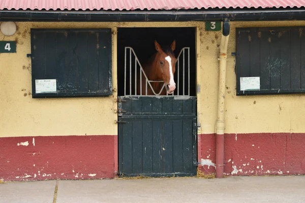 Franciaország, Le Touquet lovas központ — Stock Fotó