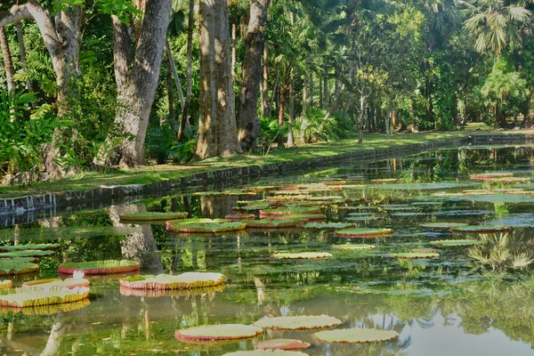 风景如画的花园粒粒在毛里求斯共和国 — 图库照片