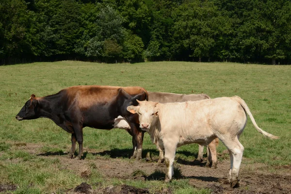 França, a pitoresca aldeia de Wy — Fotografia de Stock