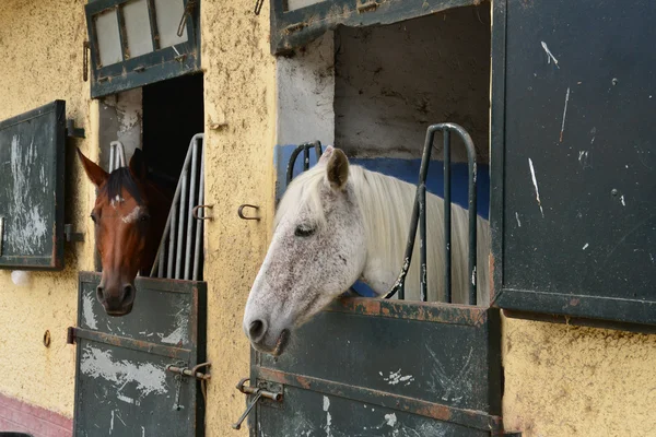 Frankreich, das Reitzentrum von le touquet — Stockfoto