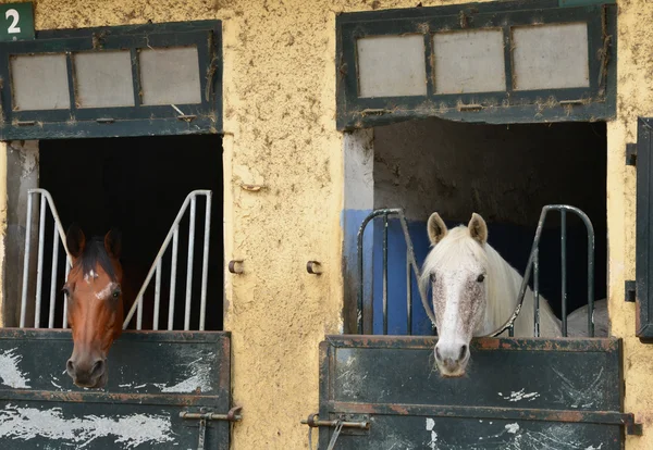 Frankreich, das Reitzentrum von le touquet — Stockfoto