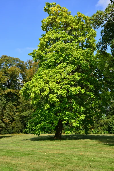 Finca María Antonieta en el parque del Palacio de Versalles — Foto de Stock