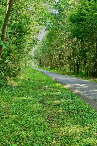 Eure, la pittoresca foresta di Lione la Foret — Foto Stock