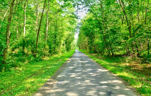 Eure, la pittoresca foresta di Lione la Foret — Foto Stock