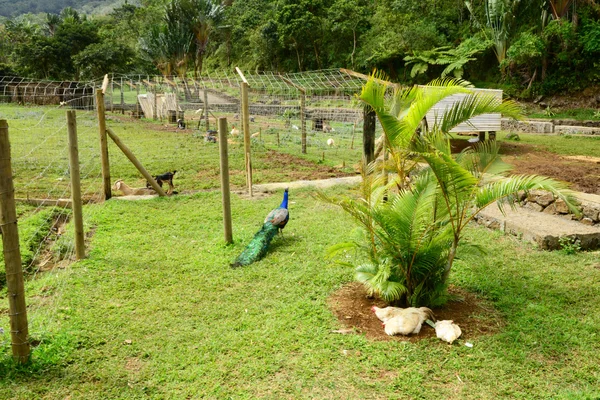 Afrika, Tal der Farben in chamouny auf mauritius island — Stockfoto