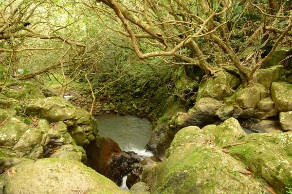 非洲，山谷中沙穆尼在毛里求斯岛的颜色 — 图库照片