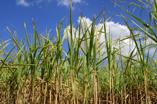 Afrika, een gebied van suikerriet in Mauritius — Stockfoto