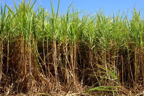 Afrika, cukornád, Mauritius mező — Stock Fotó