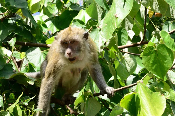 Mauritius, majom, egy fa Mahebourg területén — Stock Fotó