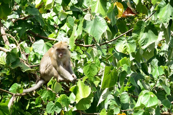 Mauricio, mono en un árbol en la zona de Mahebourg — Foto de Stock