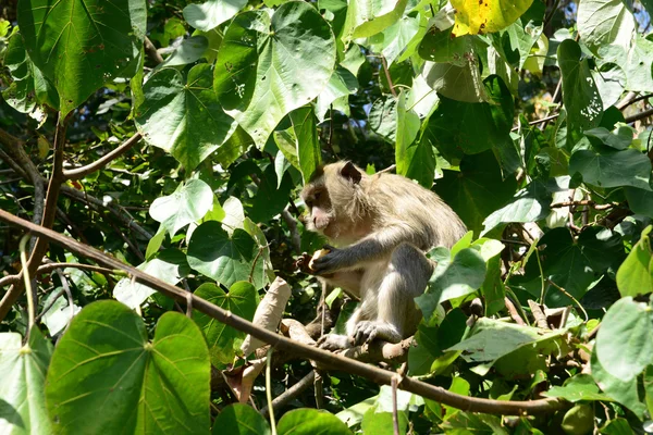 Mauricio, mono en un árbol en la zona de Mahebourg — Foto de Stock