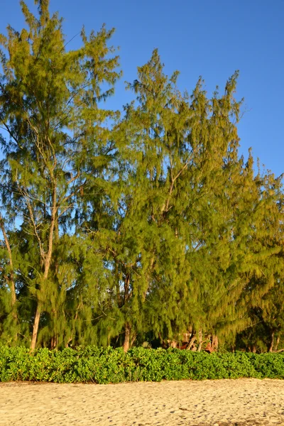 Festői terület a la Pointe aux canonniers Mauritius — Stock Fotó