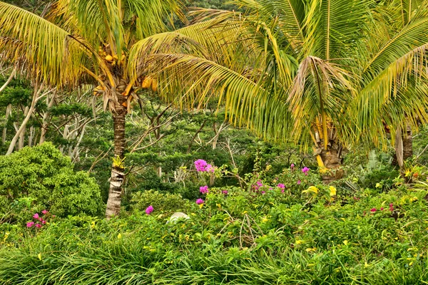 Afrique, Paysage de Chamarel à l'île Maurice — Photo