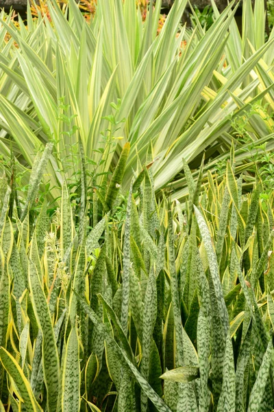 África, área pitoresca de La Pointe Aux Canonniers em Mauritiu — Fotografia de Stock