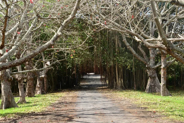 Africa, il pittoresco villaggio di Mont Choisy a Mauritius — Foto Stock