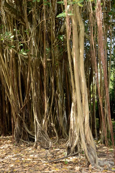 África, pintoresca zona de Mont Choisy en Mauricio — Foto de Stock