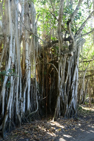 Afrika, schilderachtige gebied van Mont Choisy in Mauritius — Stockfoto