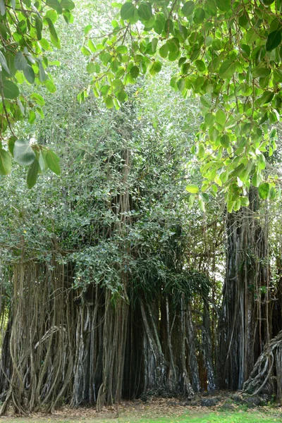 África, pitoresca área de Mont Choisy em Maurício — Fotografia de Stock