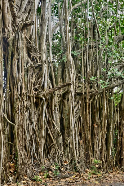 Afrika, festői szépségű területen a Mont Choisy Mauritius — Stock Fotó