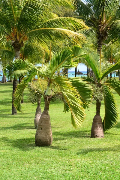 África, área pitoresca de La Pointe Aux Canonniers em Mauritiu — Fotografia de Stock