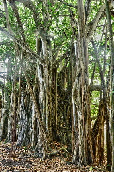 Afrika, festői szépségű területen a Mont Choisy Mauritius — Stock Fotó