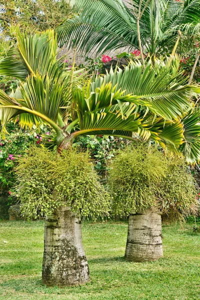 Hermoso jardín en la provincia de Uthai Thani, Tailandia — Foto de