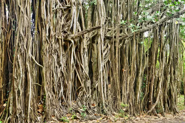 Afrika, malebné oblasti Mont Choisy na Mauriciu — Stock fotografie