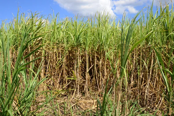 Afrika, een gebied van suikerriet in Mauritius — Stockfoto