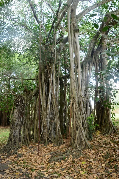 Afrika, festői szépségű területen a Mont Choisy Mauritius — Stock Fotó