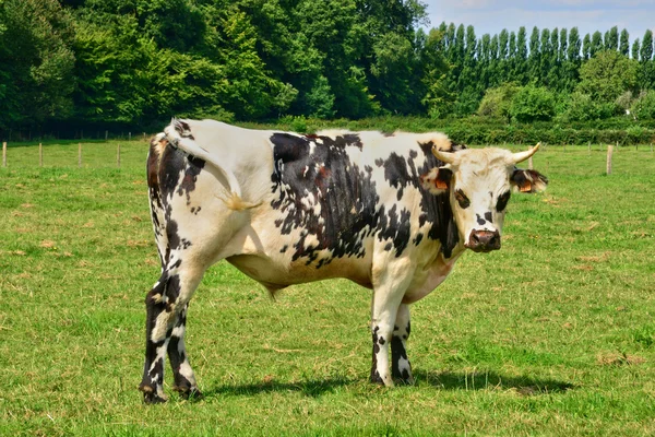 Normandie, de pittoreske dorp van Le Tronquay — Stockfoto