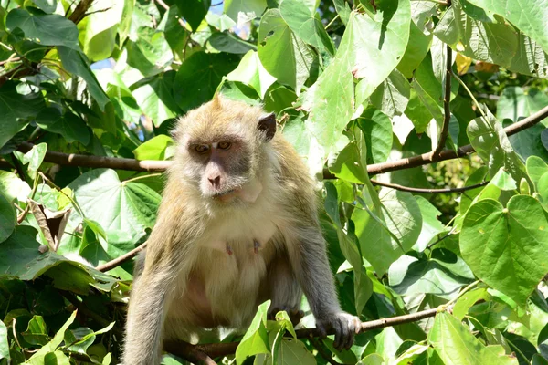 Mauritius, Affe in einem Baum im Mahabourg-Gebiet Stockfoto