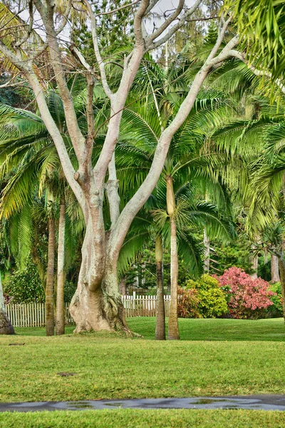 アフリカ、Mauritiu のラ ポワント Aux Canonniers の美しいエリア — ストック写真