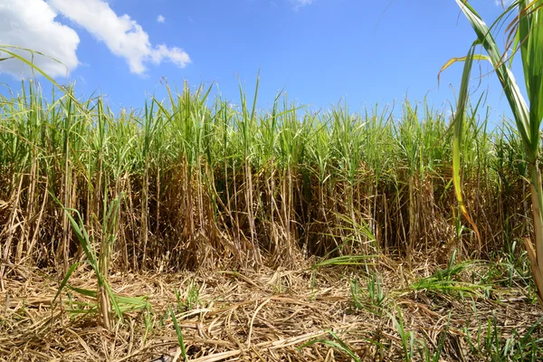 Afrika, een gebied van suikerriet in Mauritius — Stockfoto