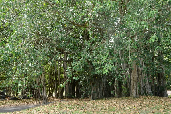 África, pitoresca área de Mont Choisy em Maurício — Fotografia de Stock