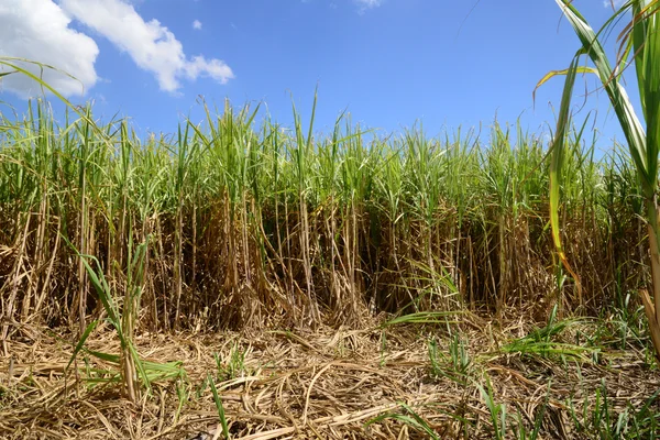 Afrika, een gebied van suikerriet in Mauritius — Stockfoto