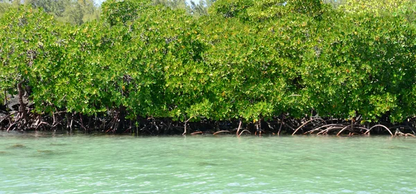 Afrika, malebné aera Blue Bay poblíž Mahebourg — Stock fotografie