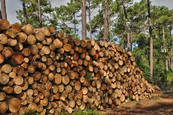 Gironde, piniami w La foret des Landes — Zdjęcie stockowe