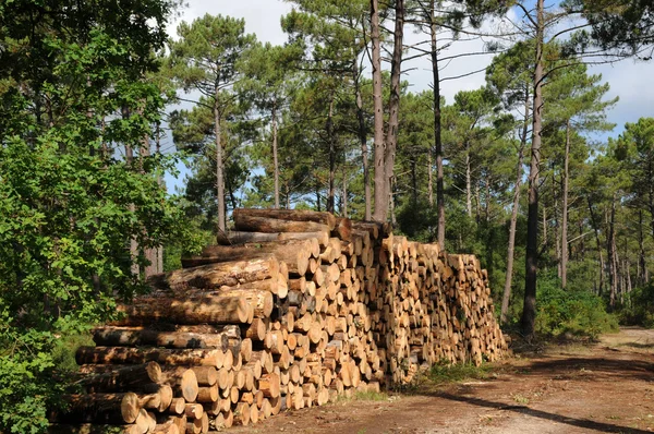 Gironde, θαλάσσια πεύκα στο La foret des Landes — Φωτογραφία Αρχείου