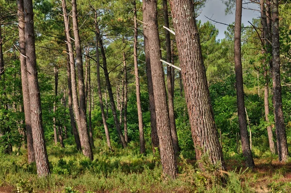 Gironde, θαλάσσια πεύκα στο La foret des Landes — Φωτογραφία Αρχείου